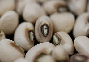 What’s in Season in July