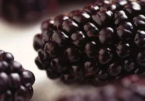 Blackberries: A Sweet and Healthy ‘Super Food’