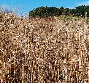 Durum Wheat crop Durum Wheat crop