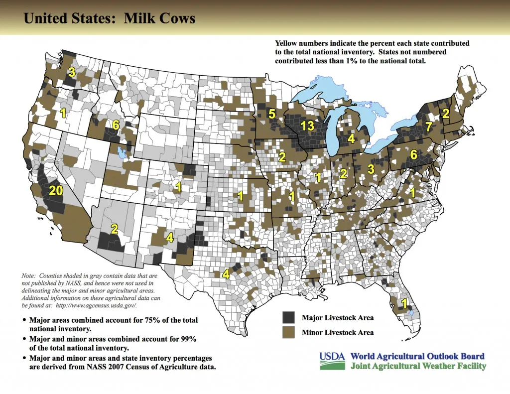 milk cows