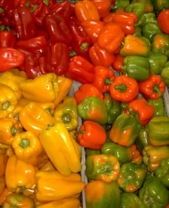 300px-Capsicum1