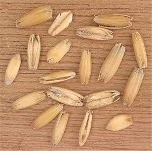 Oat grains in their husks Oat grains in their husks