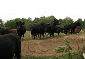 Fun on the Farm: Global Belly Laugh Day