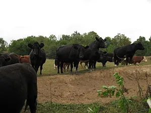 It’s Time to “Thank a Cow” For all they Provide