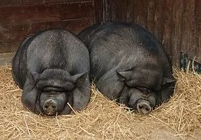 Celebrate National Pig Day!