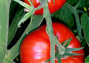 Let’s Talk Tomatoes
