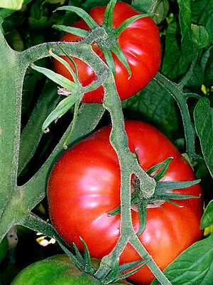Let’s Talk Tomatoes