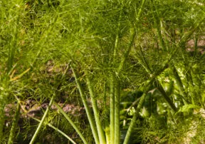 50 Fabulous Ways to Use Fennel