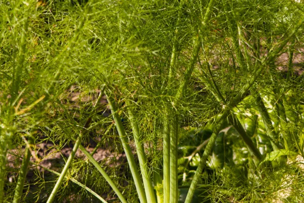 50 Fabulous Ways to Use Fennel