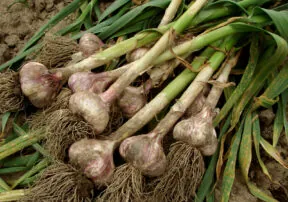 How Eating A Clove of Garlic a Day Might Keep the Doctor Away