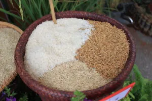 bigstock-Rice-Stages-43999477
