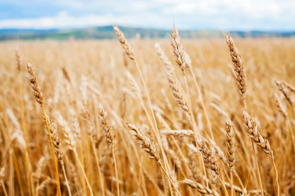 Arizona Grows Amazing Ancient Grains!