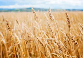 Get to Know these Neglected Grains