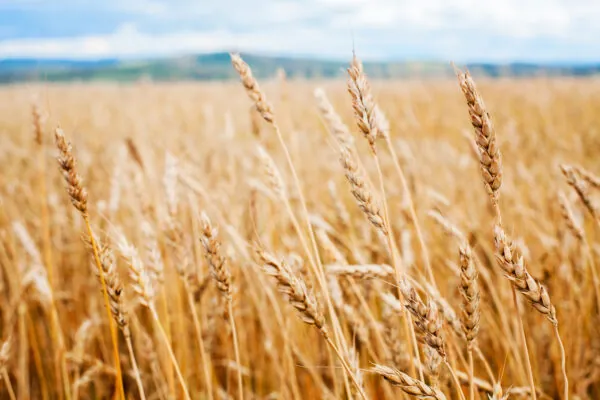 Get to Know these Neglected Grains