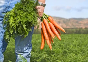 What’s in Season in November?