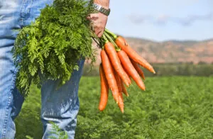 Choose one of these delicious in season recipes to fill your plate this November! (photo credit: BigStockPhoto.com)