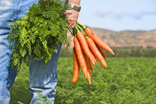 What’s in Season in November?