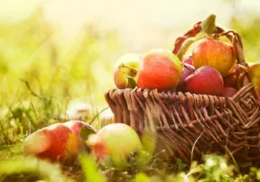 Autumn is All About Apples