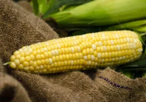 7 Benefits of GMO and Biotech Crops