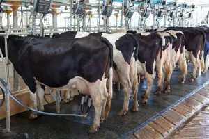 milk prices