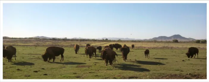 Arizona buffalo (photo credit: Adams Natural meats)