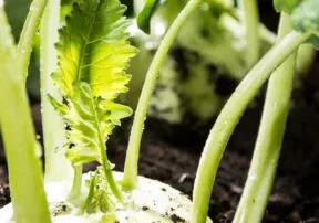 What’s in Season in February?