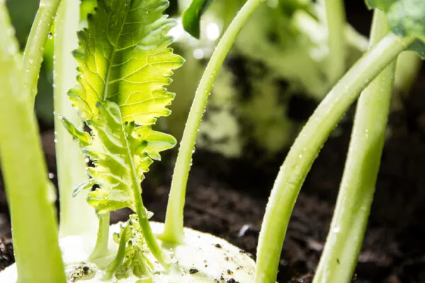 What’s in Season in February?
