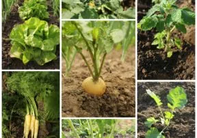 6 Tips for Getting Your Warm Weather Garden Growing