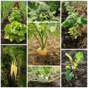 Grow Your Own Garden