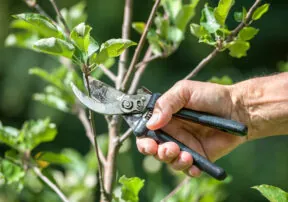What to Do in Your Garden this Month