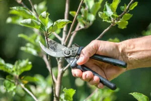 prune garden trees