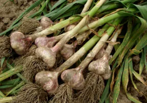 What’s in Season in April?