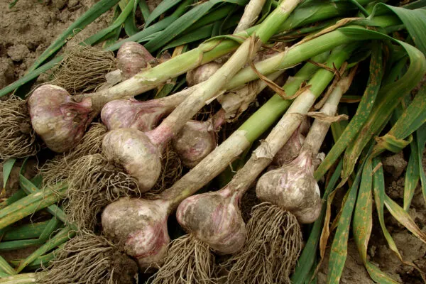 What’s in Season in April?