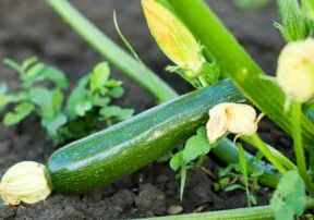 What’s in Season in May?