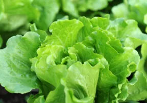 Let’s Talk about Lettuce!
