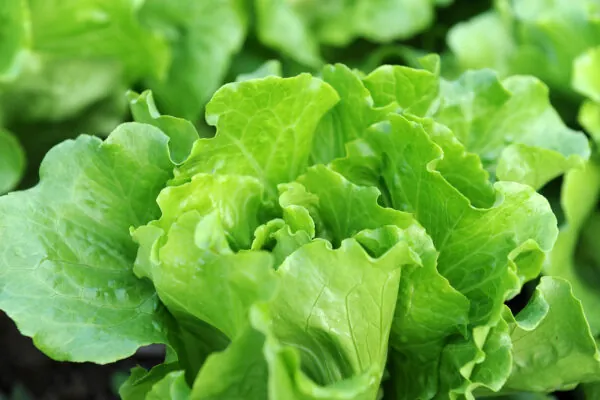Let’s Talk about Lettuce!