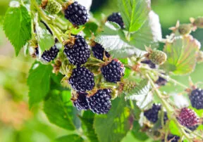 What’s In Season in June?