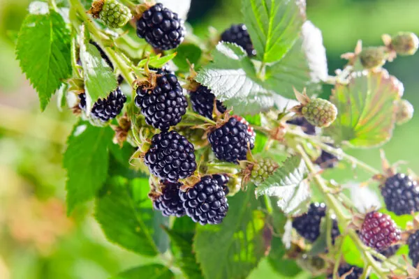 What’s In Season in June?