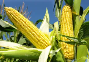How Do You Eat Your Corn?