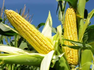 Corn