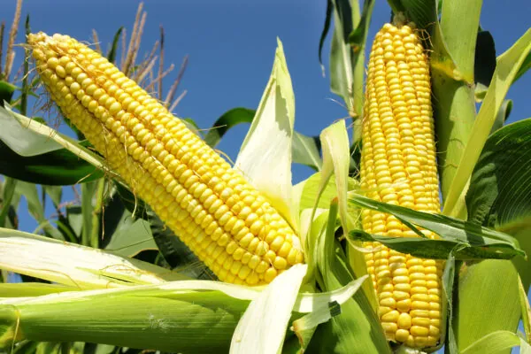 How Do You Eat Your Corn?