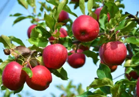 What’s in Season in July 2014?