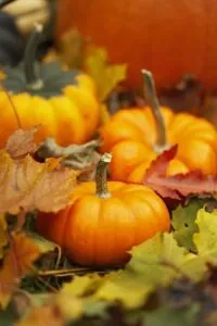 Cinderella pumpkins