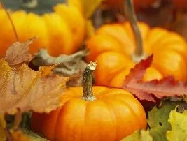Must Attend Pumpkin and Corn Maze Festivals: Fall 2014