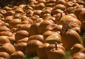 Ways to Use Leftover Halloween Pumpkins