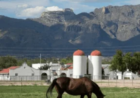$9 Million Gift to Support the University of Arizona’s Veterinary Medical and Surgical Program