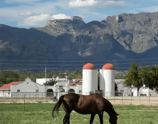 $9 Million Gift to Support the University of Arizona’s Veterinary Medical and Surgical Program