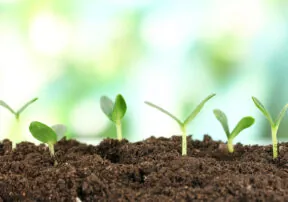 The Importance of Soil