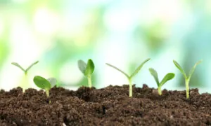 soil farming