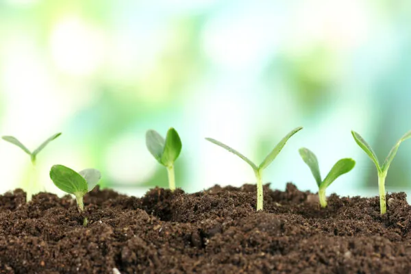 The Importance of Soil